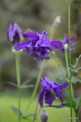 jardin en avril 048.JPG