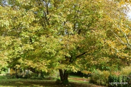 automne,arbres,inondation 102.JPG