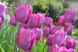 fleurs Ciron,jardin,canards,coucous,mauvaise herbe 048.JPG