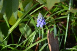 jonquilles