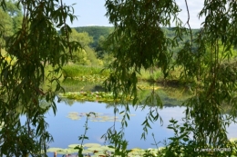 les jardins d'eau de Carsac 107.JPG