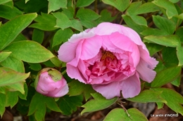 jardin confiné ,osier,magnolia jaune 041.JPG