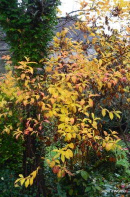 fin de l'automne,Lalinde,bouquet de l'avent 108.JPG