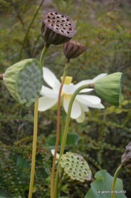 orage,puces,bouquet,Anniv.Ines,Brantome,Jardins d'eau 248.JPG