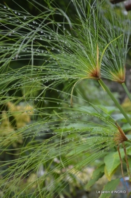 male ancienne,septembre jardin,couronne,bouquet 135.JPG