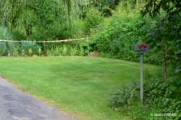 potager,chenille,pour le 18 juin,tour du jardin 079.JPG