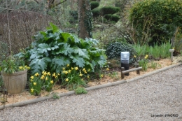 paillage,primevères,jonquilles,jardin 025.JPG