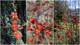 2013-03-08 crocus,nichoirs,jonquilles,jardin,coucher du soleil.jpg