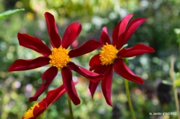 citadelle Blaye,bouquet,jardin,dahlias 137.JPG