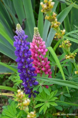 jardin,chez Bernadette,puces,cygnes,pluie 143.JPG