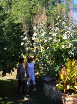 tour de jardin,bouquet,chez Bernadette, 111.JPG