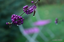 kakis,dernières fleurs,pt jardin,Julie,bassin 004.JPG