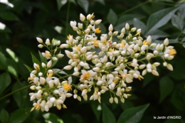 jardin,papillons,Cadouin,légumes,Sophie, 080.JPG