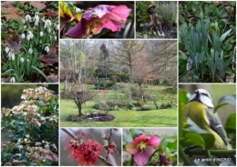 2018-01-08 jour de l'an,hiver au jardin,héllébores4.jpg