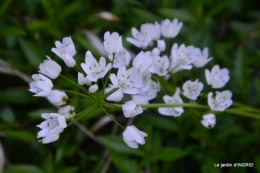 geais,jardin,printemps 071.JPG