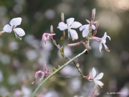 Fleurettes,Dordogne,jardin 121.JPG