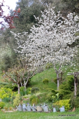 jardin confiné ,osier,magnolia jaune 048.JPG