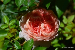 le jardin de Frescati,roses 055.JPG