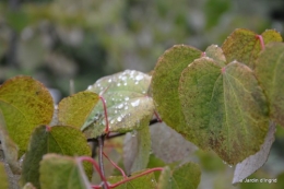 ombre,St Astier,St georges de Monclar,pluie,kois 109.JPG