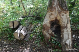 manthe religieuse,Lalinde marché,Land art au Colombier 119.JPG