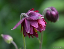 coquelicots 017.JPG