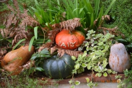 champignons,citrouilles,st Mayme de Péreyrol,fuschias,jardin aut 124.JPG