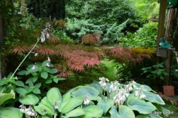 chez Fabien,le canal,jardin,hémérocalles,le souci,potager 071.JPG