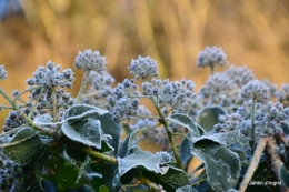 canal givre jardin 024.JPG