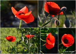 2016-05-01 coquelicots,fête des fleurs Lalinde,fouleix,jardinage5.jpg