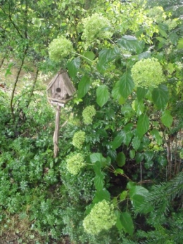 papillon.nuit,7 pigeonniers,Queyssac,jardin 019.JPG