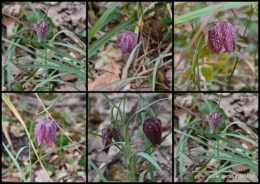 2017-03-03 jonquilles dans les bois.JPG