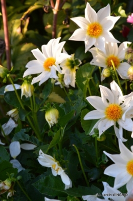 dahlias,massifs refaits,Lalinde,jardin 161.JPG