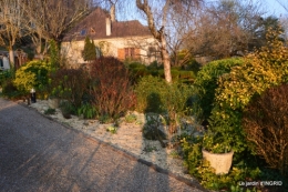 paillage,primevères,jonquilles,jardin 076.JPG