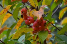 les arbres en automne,cabane 024.JPG