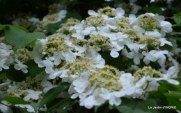 Fouleix,marguerites,hostas 013.JPG