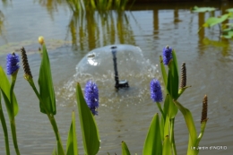 les jardins d'eau de Carsac 118.JPG