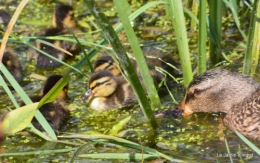 puces Lalinde,bébés canards,au moulin souci 130.JPG