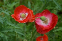 coquelicots,pivoines ,moi moi,roses 013.JPG