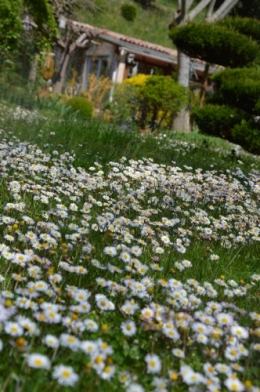 avant tonte,après,euphorbes,tulipes botaniques,autres 011.JPG