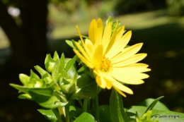 tournesols,podium,Lucas,jardin,Calès 017.JPG