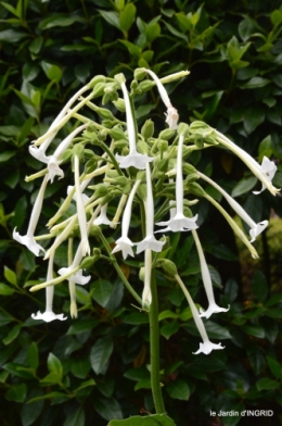 jardin,papillons,Cadouin,légumes,Sophie, 186.JPG