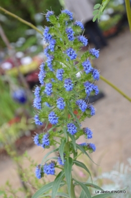 Fouleix,marguerites,hostas 007.JPG