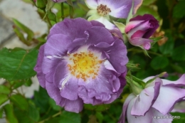 Colombier,Cadouin,jardin,roses,pluie 039.JPG