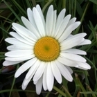 leucanthemum-alaska-ou-grande.jpg