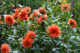 roses,bouquet rose,dahlias,jardin 009.JPG