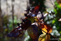 pluie,héllébores,SOL 1015,jardin,livre 034.JPG