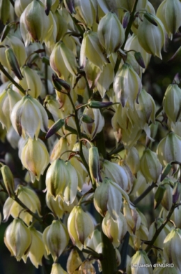 rhus,colline,buis taillé,noix,manthe religieuse,bouquet 101.JPG