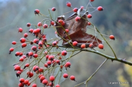 Brouillard,cypres chauve,jardinage 038.JPG