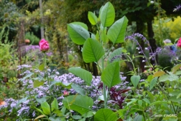 canal dentelles,Nernadette,fleurettes,apres tonte 108.JPG