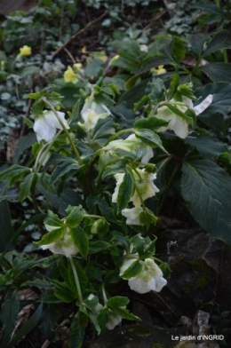 première gelée,compositions florales à garder,jardin 044-001.JPG